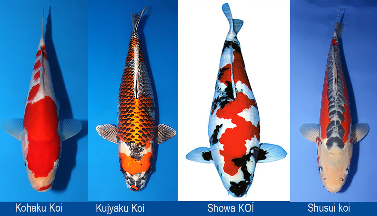 koi balığı