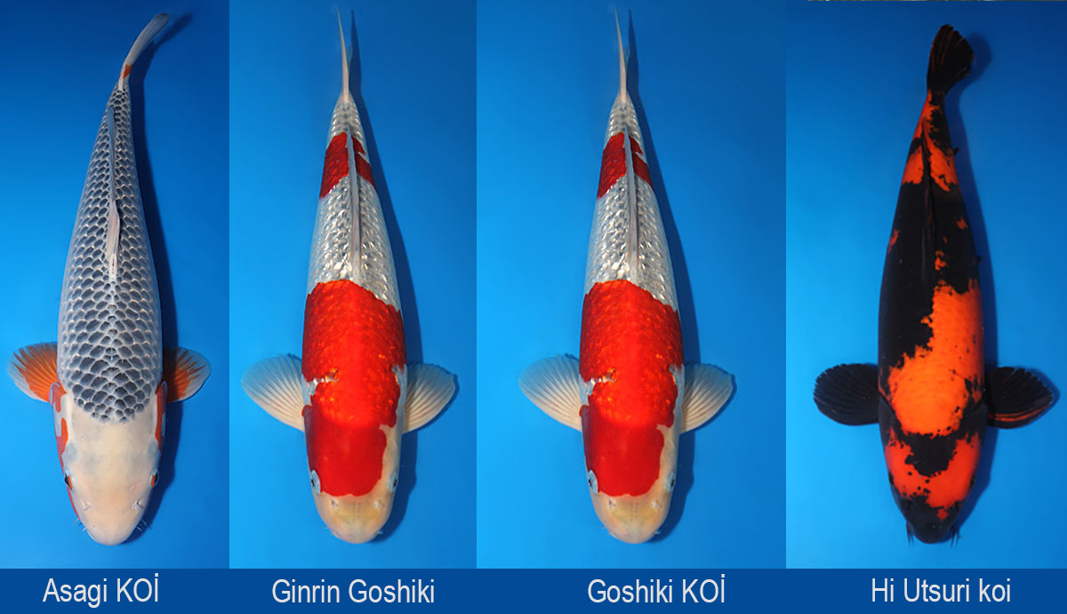 koi fish